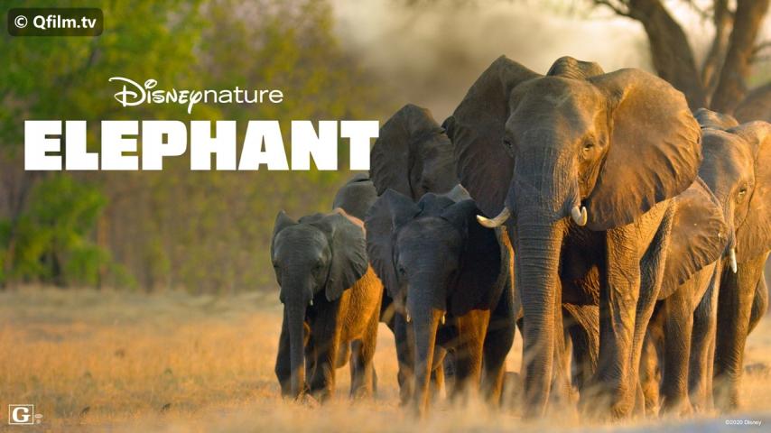 مشاهدة فيلم Elephant 2020 مترجم HD اون لاين
