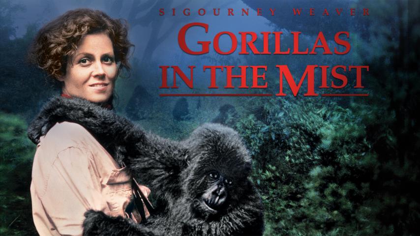 مشاهدة فيلم Gorillas in the Mist 1988 مترجم HD اون لاين